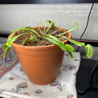 Venus Flytrap 'Dente Flytrap'