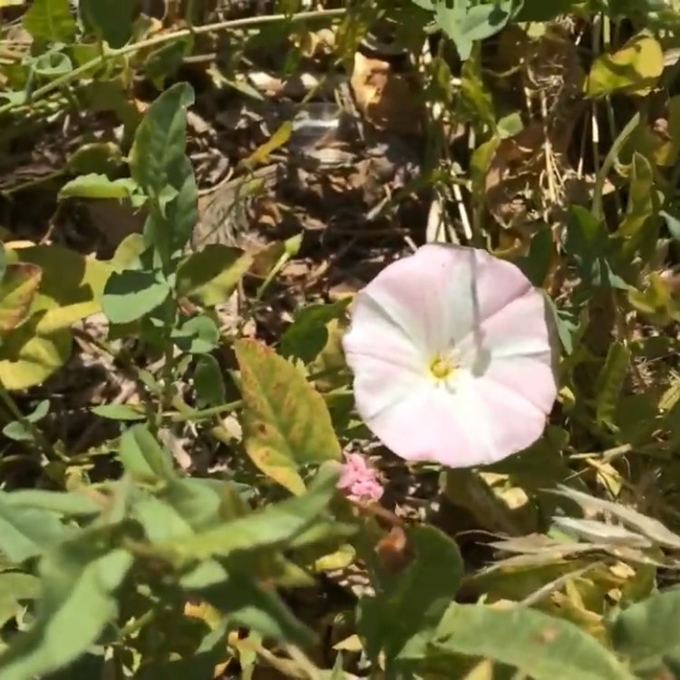 Plant image Convolvulus arvensis