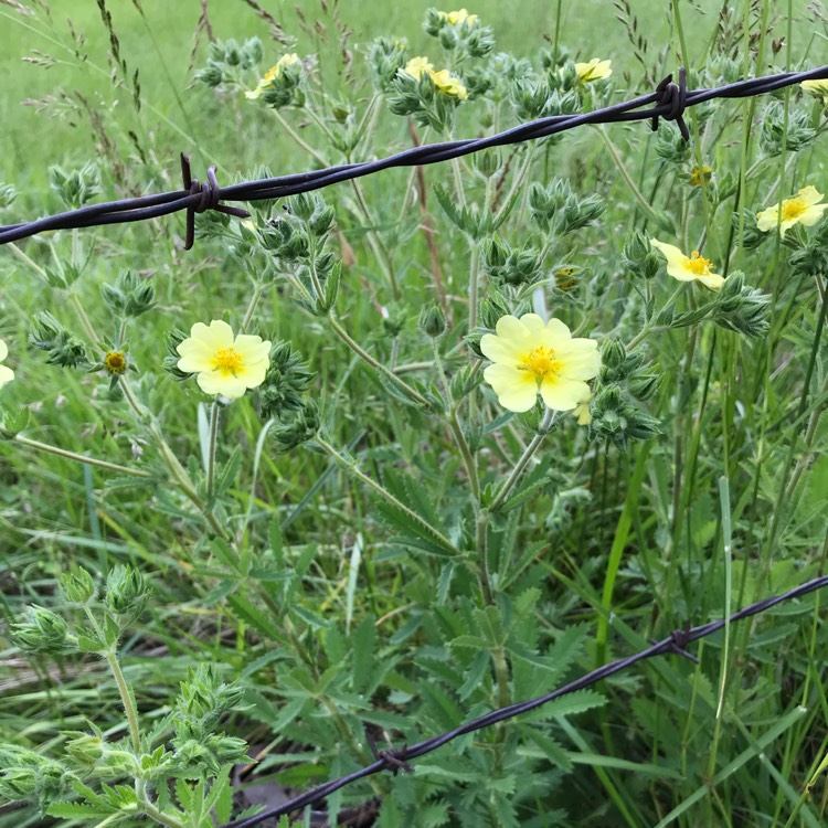 Plant image Potentilla recta 'Alba'