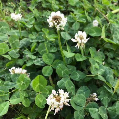 White Clover