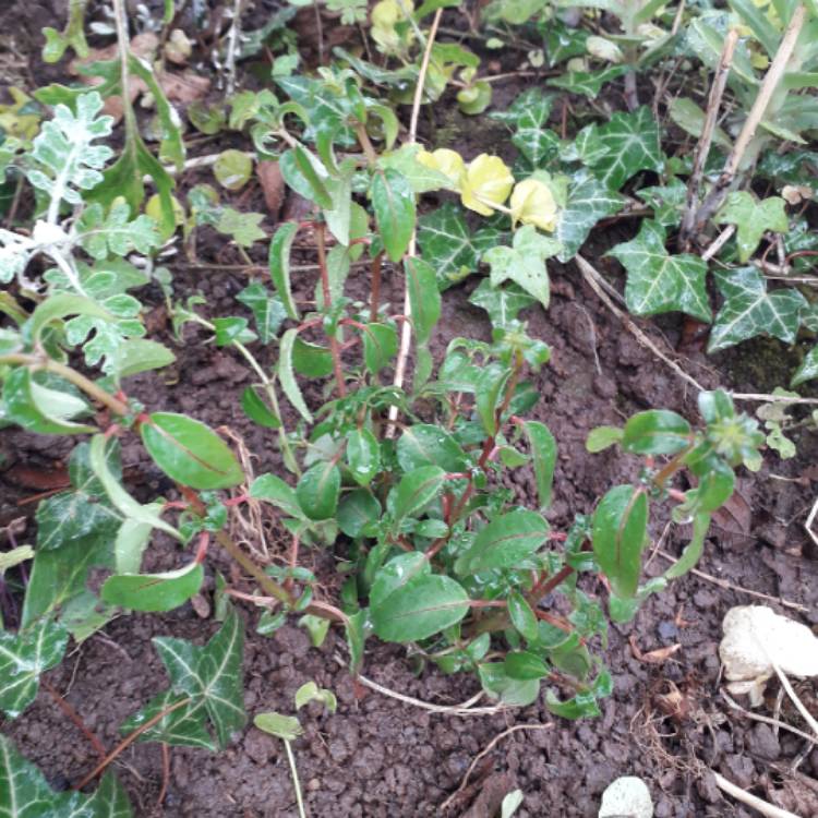 Plant image Fuchsia 'Tom Thumb'