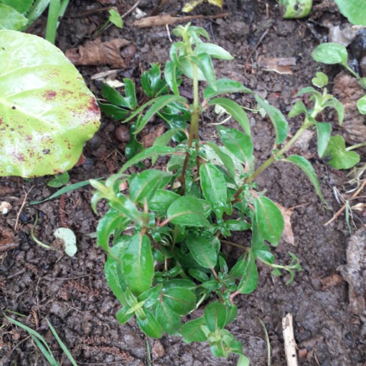 Plant image Fuchsia 'Son Of Thumb'