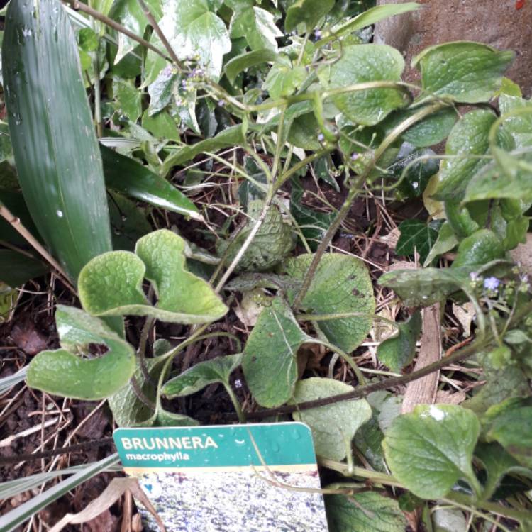 Plant image Brunnera macrophylla