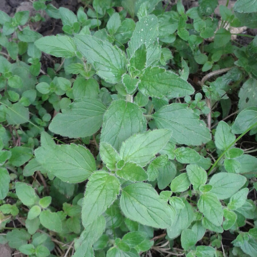 Plant image Origanum vulgare 'Compactum'