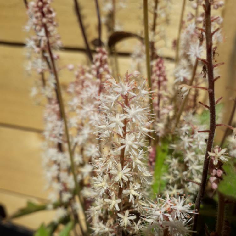 Plant image Tiarella 'Angel Wings' (Fox Series)