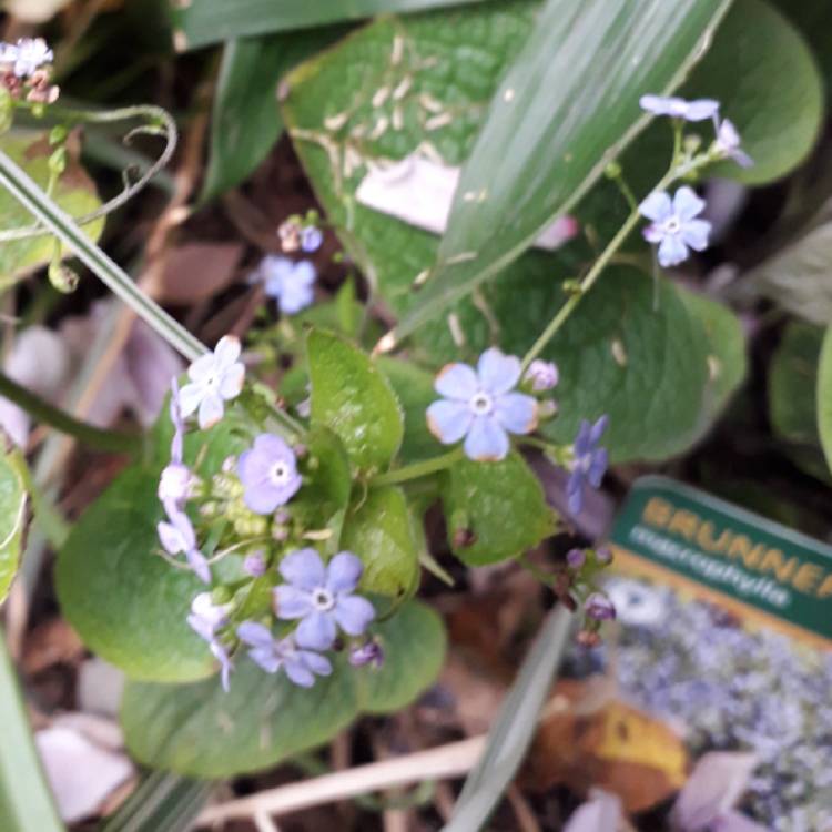 Plant image Brunnera macrophylla