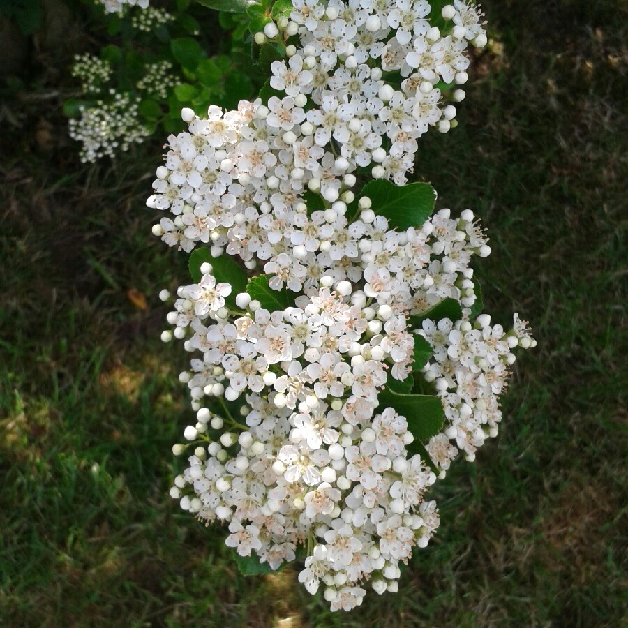 plant image 106054