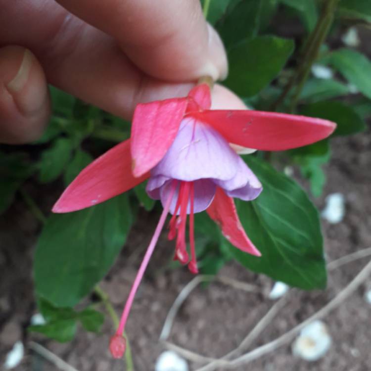 Plant image Fuchsia 'Son Of Thumb'