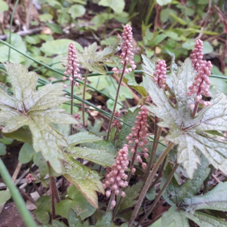 Plant image Tiarella 'Angel Wings' (Fox Series)