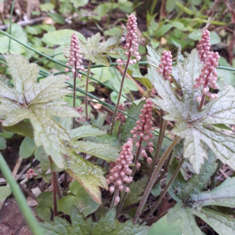 Plant image Tiarella 'Angel Wings' (Fox Series)