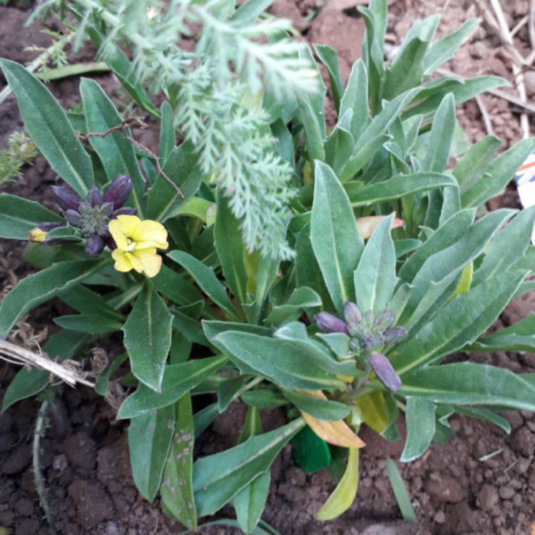 Plant image Erysimum cheiri 'Sunset Orange' (Sunset Series)