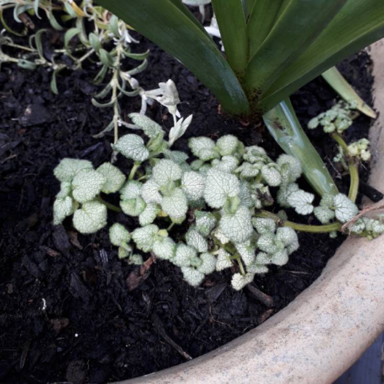 Plant image Lamium Maculatum 'White Nancy'