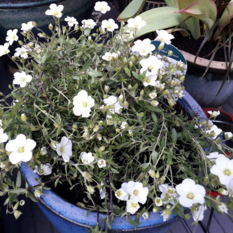 Plant image Arenaria Montana 'Blizzard'