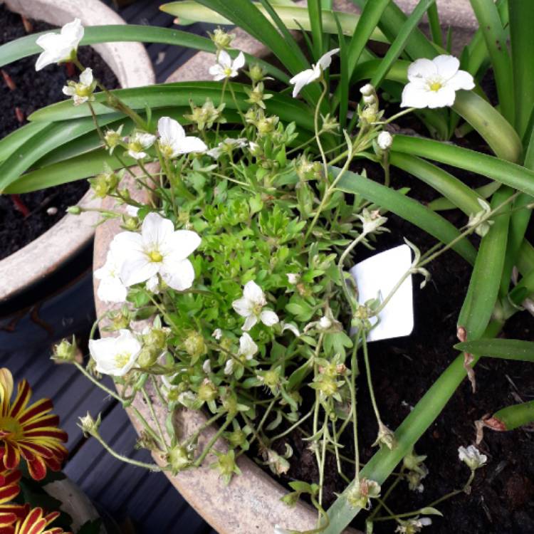 Plant image Saxifraga x arendsii 'Alpino Early White'