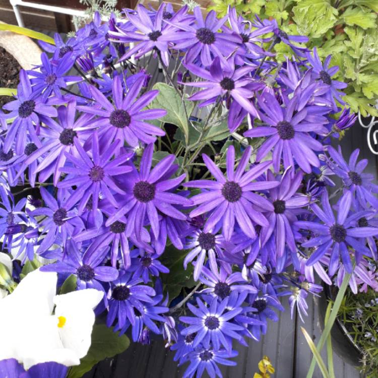 Plant image Pericallis x hybrida 'Sunsenedibu' (Senetti Series) syn. Pericallis 'Senetti Deep Blue'