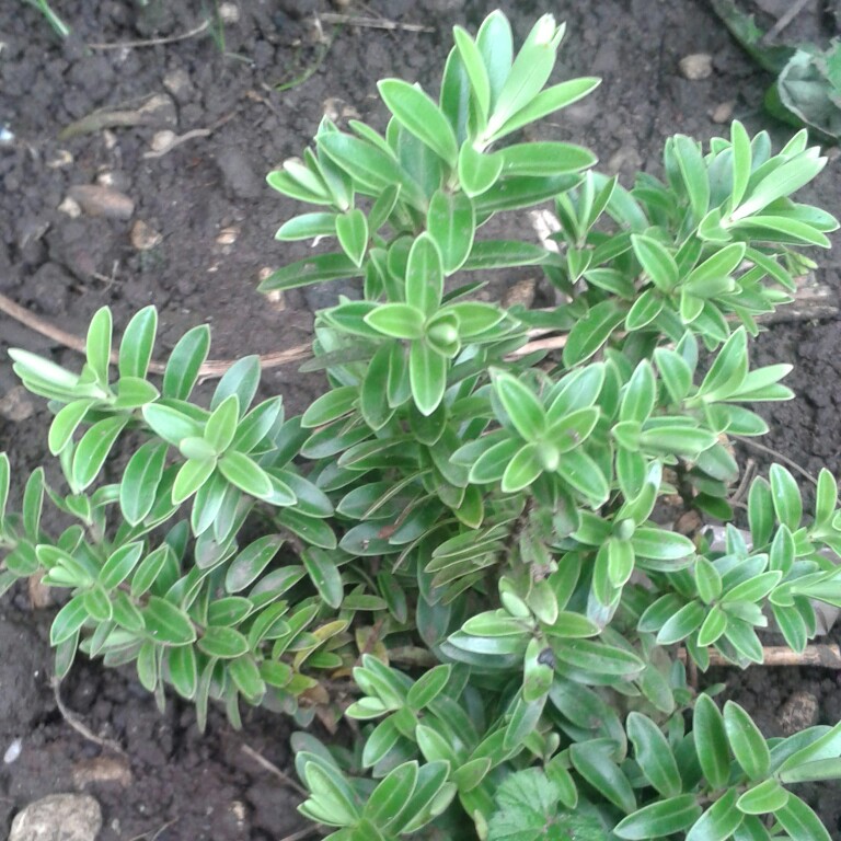 Plant image Hebe 'Emerald Green' syn. Hebe 'Green Globe'