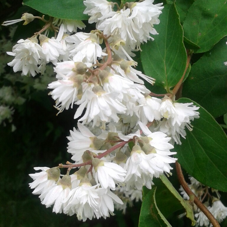 Plant image Deutzia scabra 'Candidissima' syn. Deutzia x wellsii