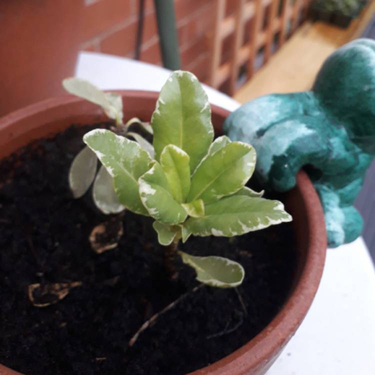 Plant image Pittosporum tobira 'Variegatum'