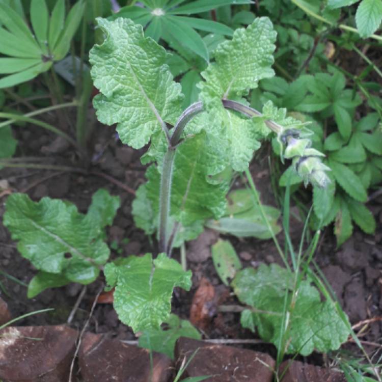 Plant image Salvia sclarea