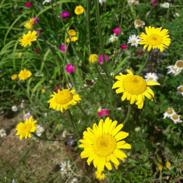 Plant image Buphthalmum salicifolium syn. Buphthalmum grandiflorum