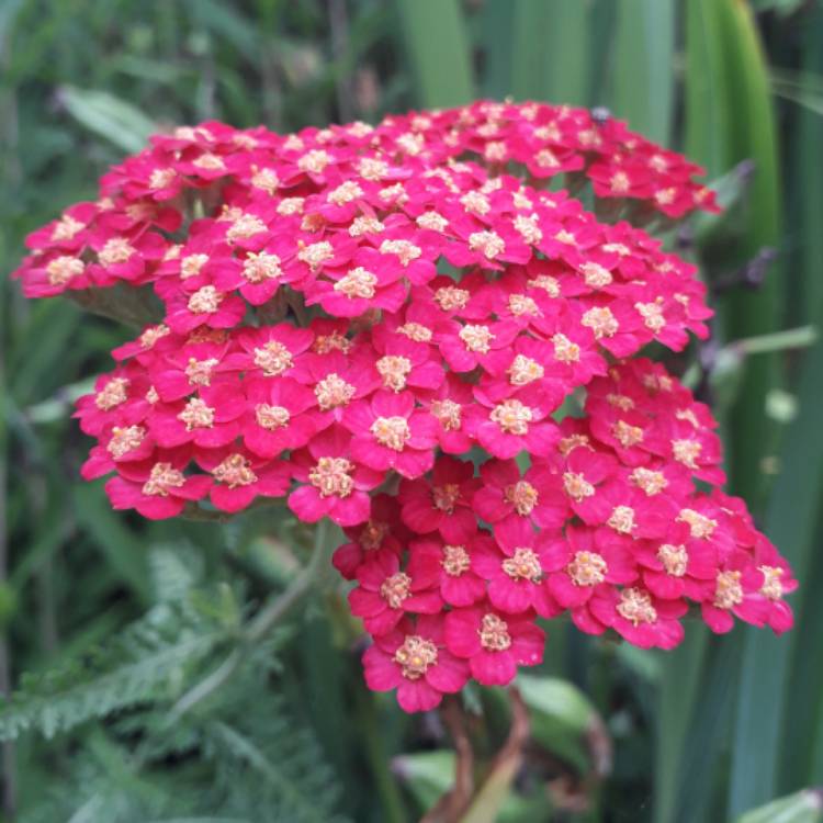 Plant image Achillea Millefolium 'Desert Eve Red'