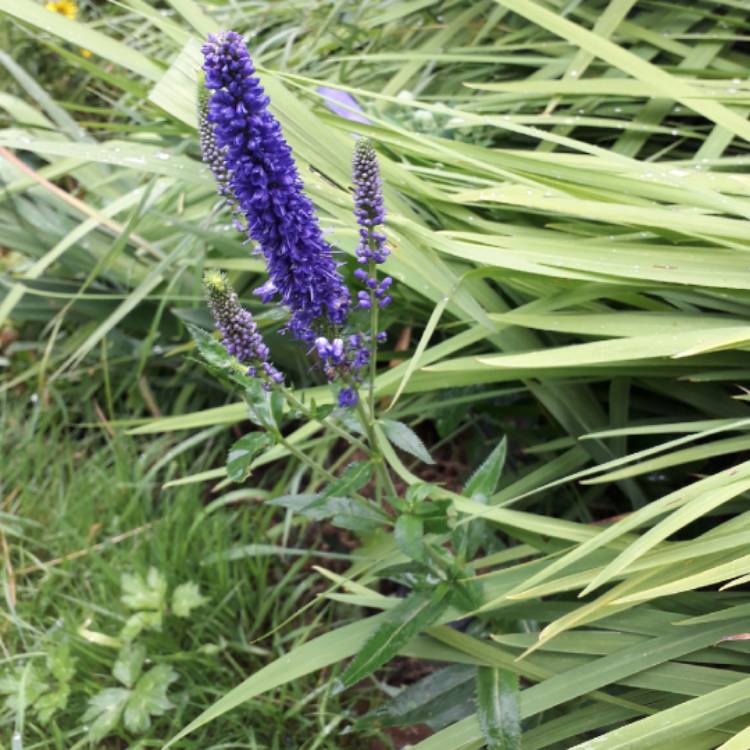 plant image 1354153