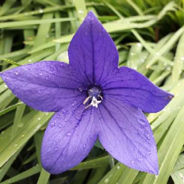 Balloon Flower