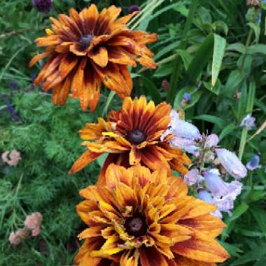 Coneflower (Rudbeckia)