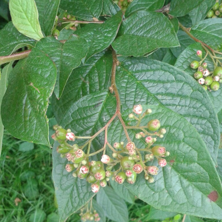 Plant image Cotoneaster frigidus 'Cornubia'