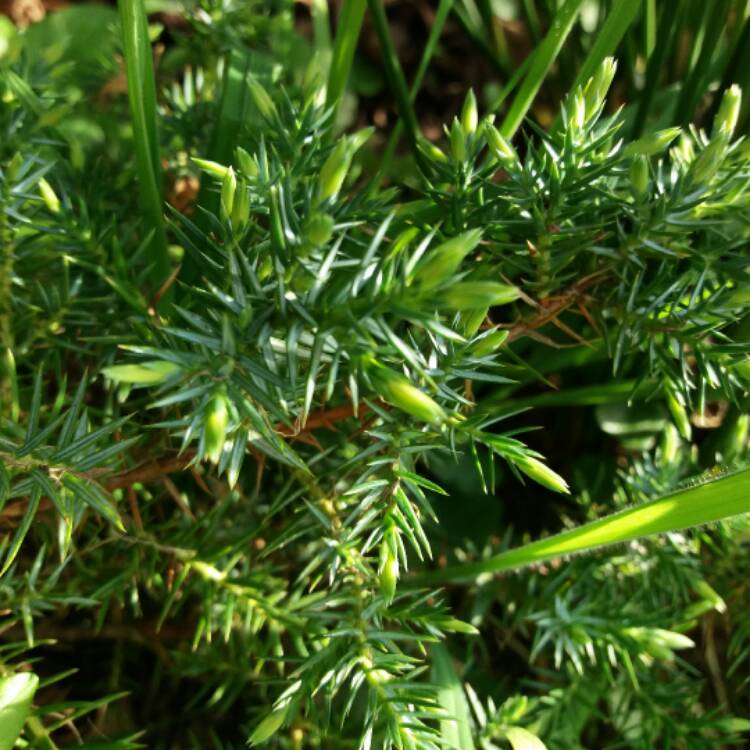 Plant image Juniperus squamata 'Blue Carpet'