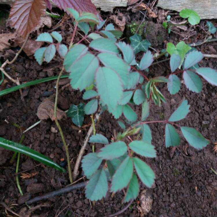 Plant image Rosa glauca syn. Rosa rubrifolia, Rosa ferruginea