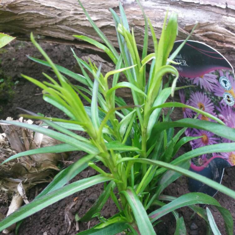 Plant image Aster x frikartii 'Flora's Delight'