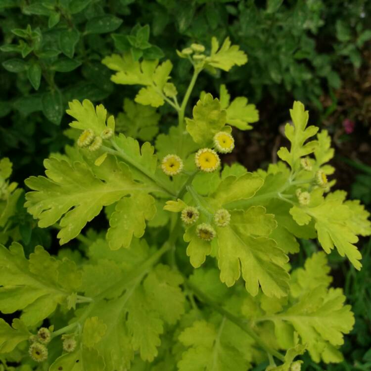 Plant image Tanacetum parthenium 'Aureum'