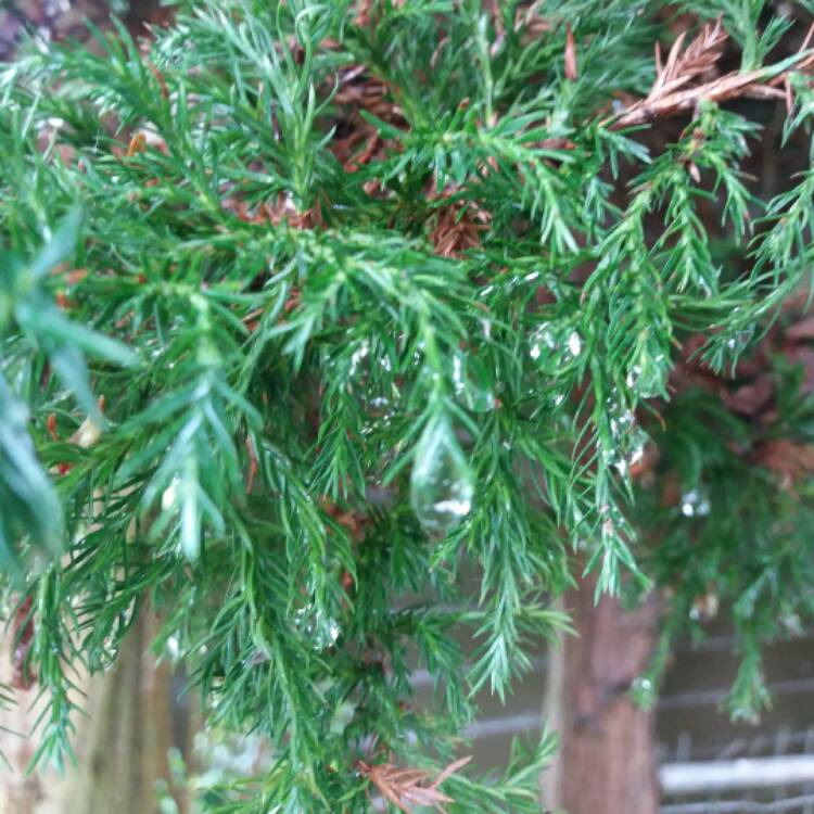 Plant image Abies concolour 'Archer's Dwarf'