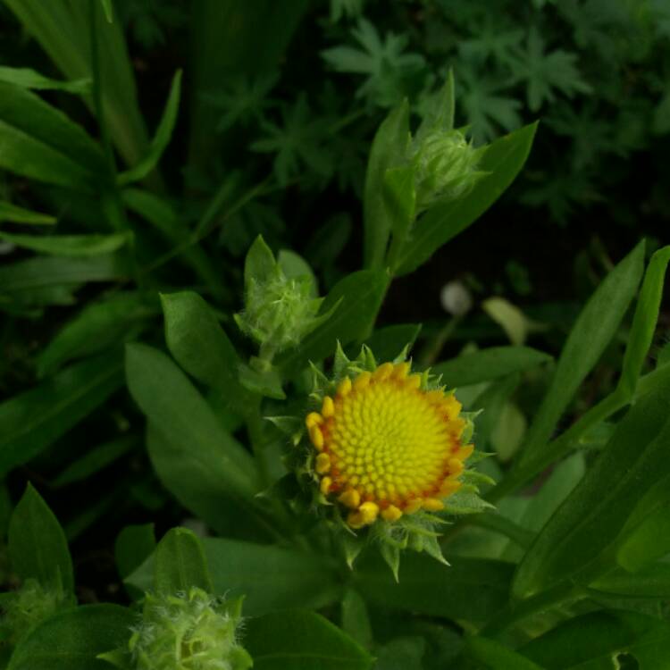 plant image 459916