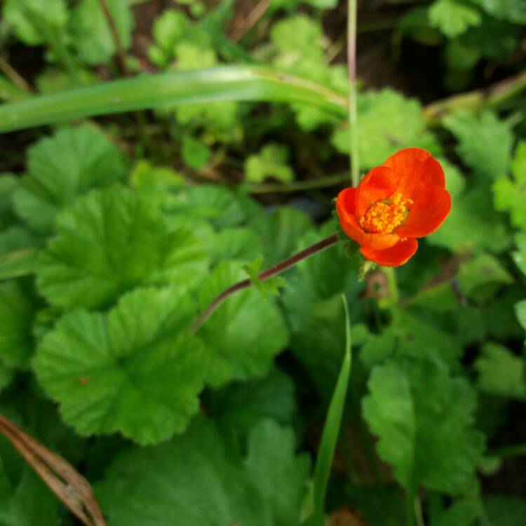 Plant image Geum coccineum 'Koi'