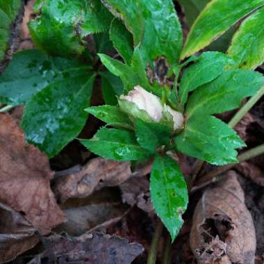 Helleborus x hybridus 'Double Ellen Picotee' (Double Ellen Series)