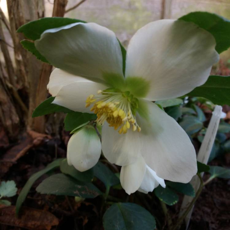 Plant image Helleborus niger 'Christmas Carol'