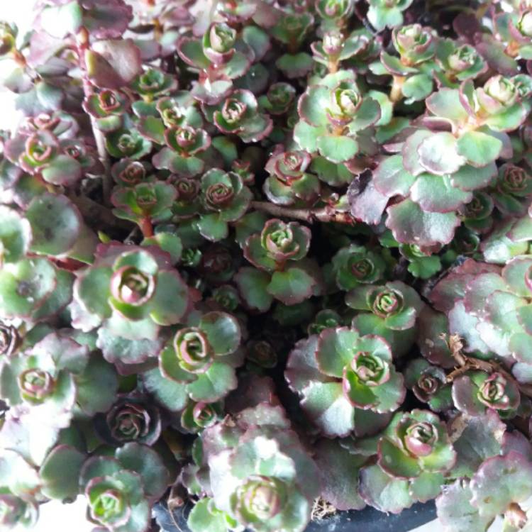 Plant image Sedum Spurium 'Voodoo'