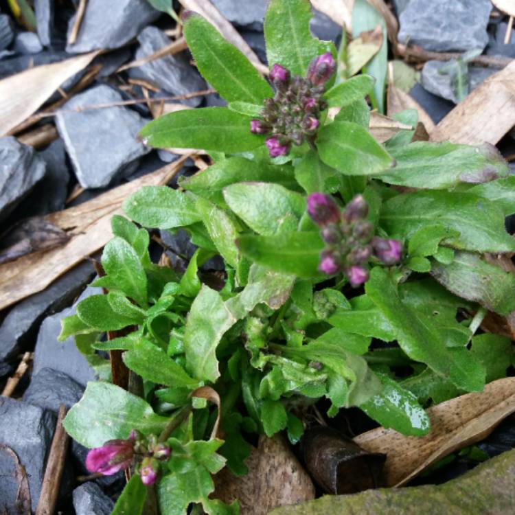 Plant image Arabis blepharophylla 'Rose Delight'