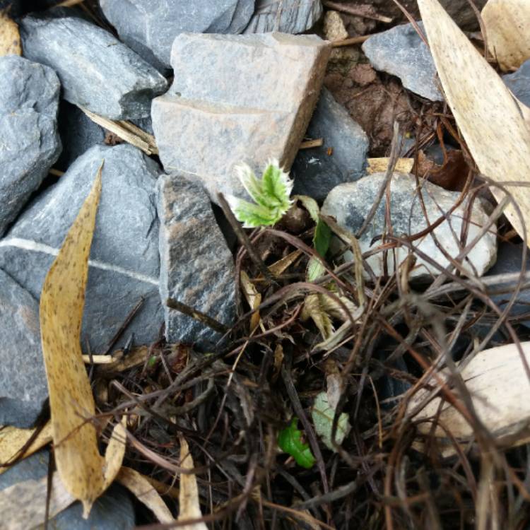 Plant image Potentilla fruticosa