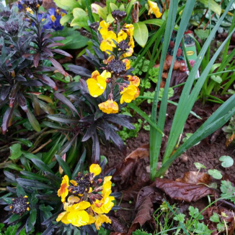 Plant image Erysimum 'Walfrasun' syn. Erysimum 'Walberton's Fragrant Sunshine'