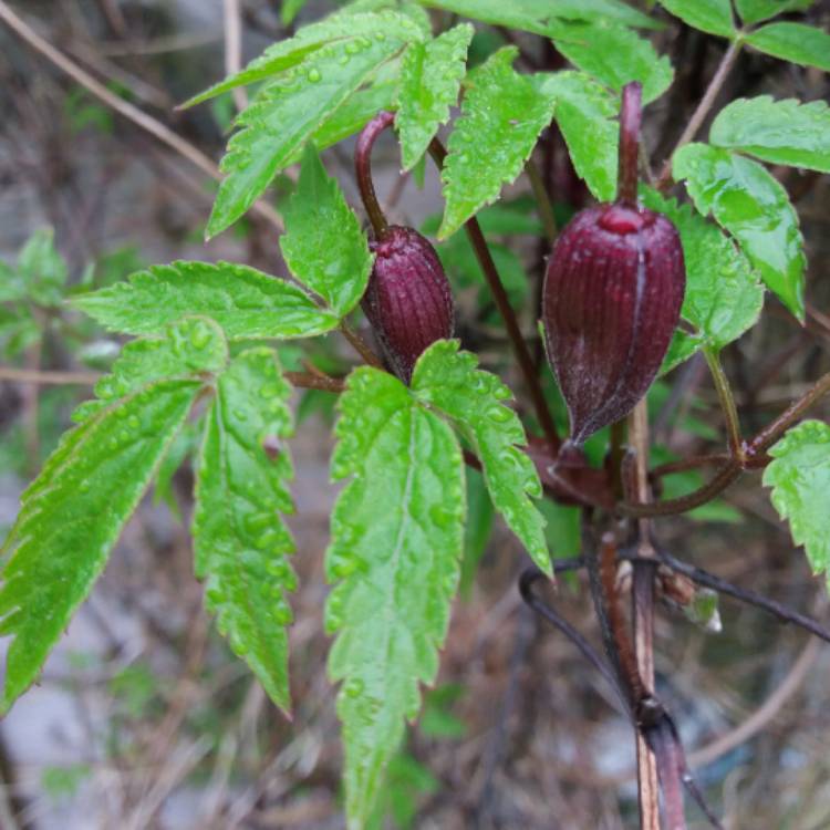 Plant image Clematis alpina