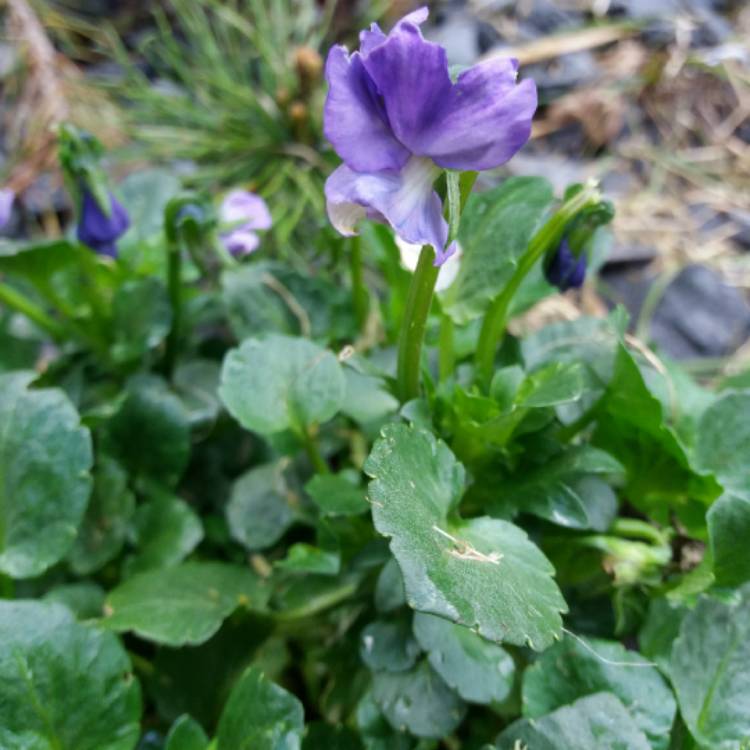 Plant image Viola cornuta 'Rebecca'