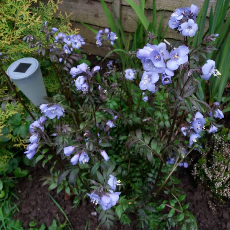 Plant image Polemonium 'Heaven Scent'