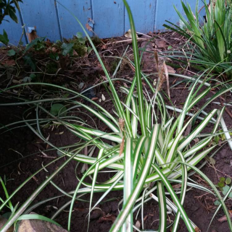 Plant image Carex oshimensis 'Evergold'