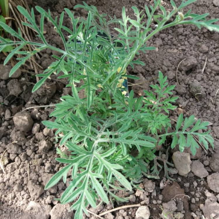 Plant image Scabiosa ochroleuca 'Moon Dance'