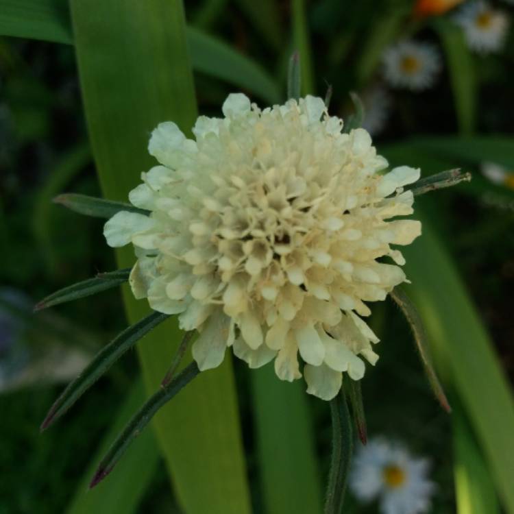 Plant image Scabiosa caucasica 'Perfecta Alba' (Perfecta Series)