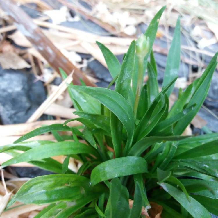 Plant image Armeria pseudoarmeria 'Joystick Red'