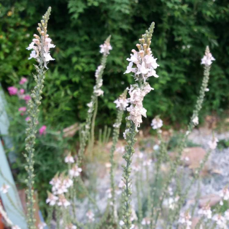 Plant image Linaria purpurea 'Canon Went'